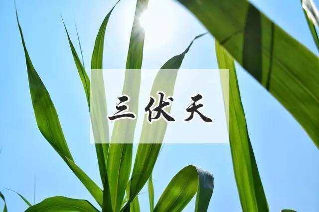 伏天趣事