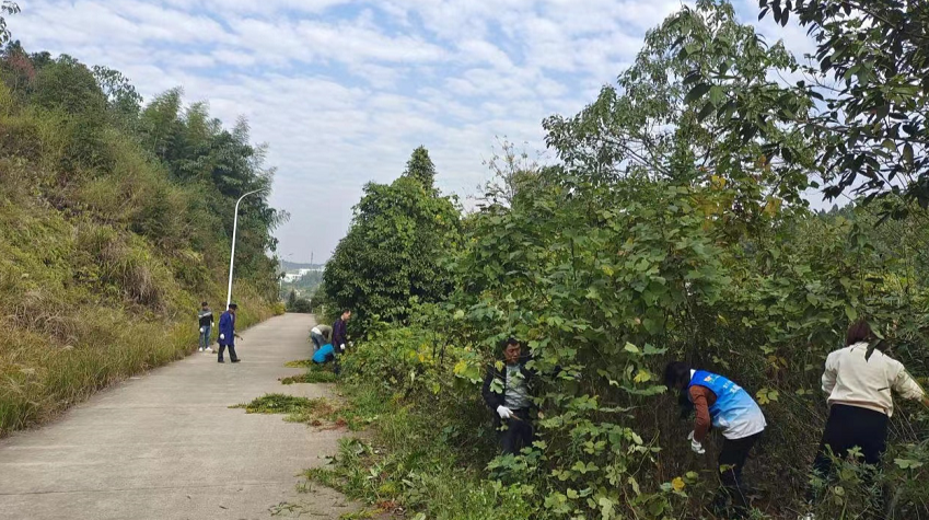 严防外来物种入侵！
雷打石镇开展“一枝黄花”排查清除行动
