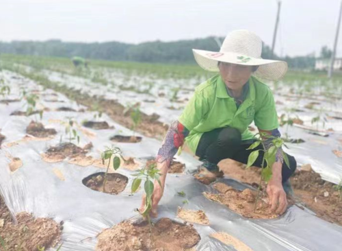 新湖南丨天元区：点“绿”成金 小蔬菜长成大产业