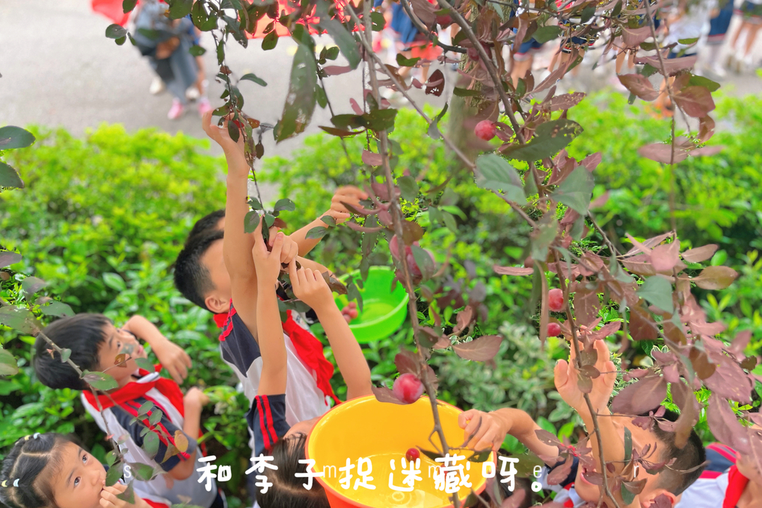 校园里的果子丰收啦！ 天元小学这样开展劳动教育实践活动