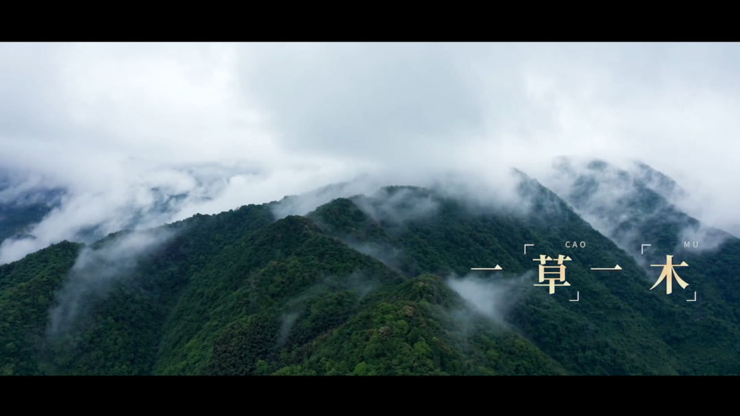 森林防火  人人有责 | 一草一木  当思来之不易