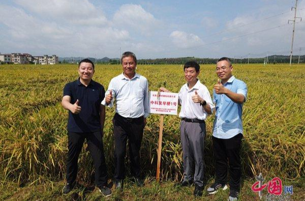 中国粮仓将迎来早粳稻“新成员”