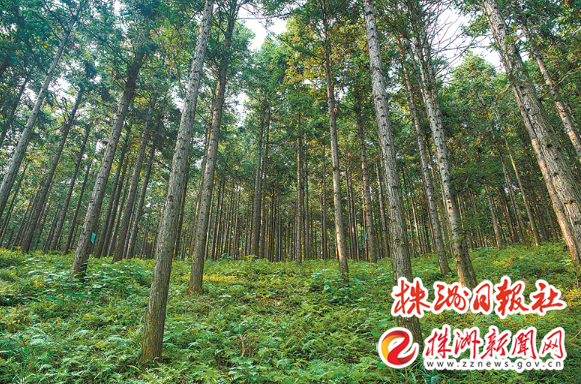 【株事有理】700余公里“绿色长城” 守护青山永翠
