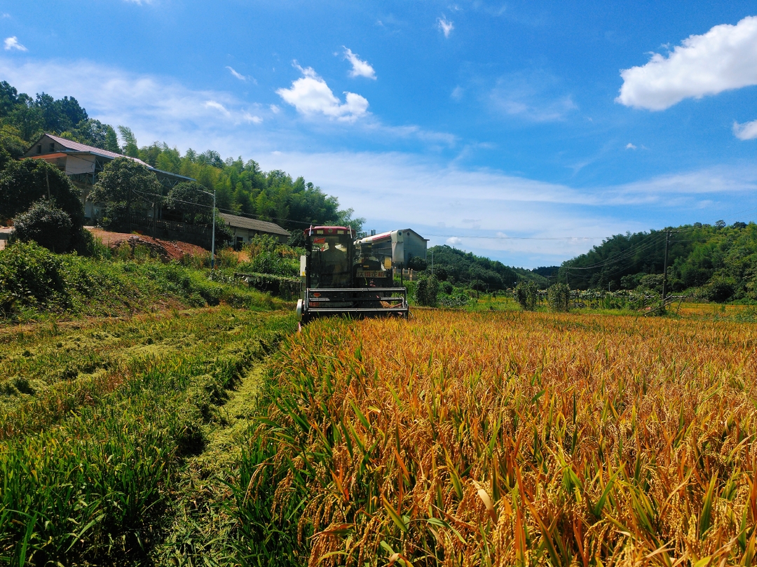 天元区雷打石镇铁篱村：早稻迎丰收，盛夏抢农时