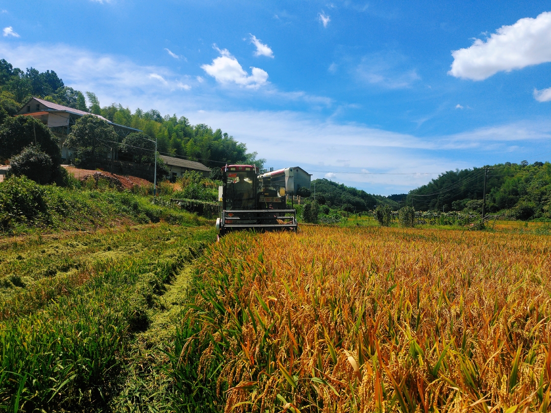 天元区雷打石镇铁篱村：早稻迎丰收，盛夏抢农时