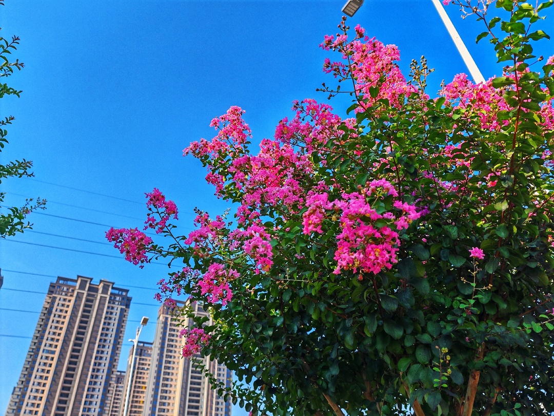 一路生花 浪漫株洲 长江北路的紫薇惊艳了株洲的夏天