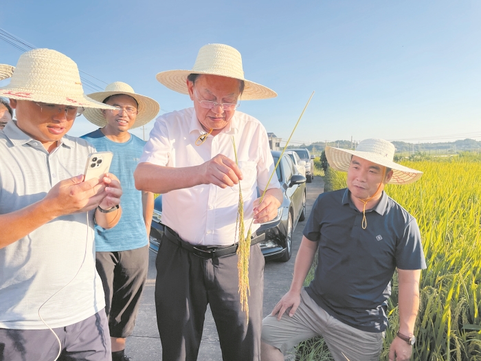 株洲日报头版丨院士下田问稻