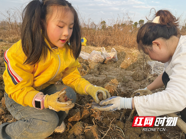 红网丨天元区：闲置土地上的“采摘经济”