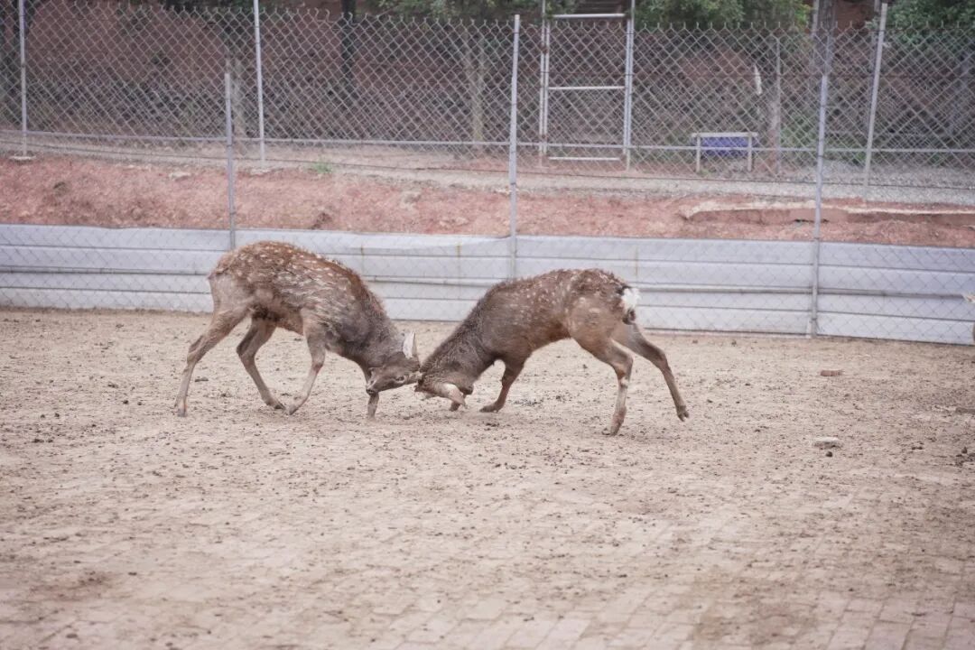 那天在百鹿园，我们发现了比梅花鹿更珍贵的……