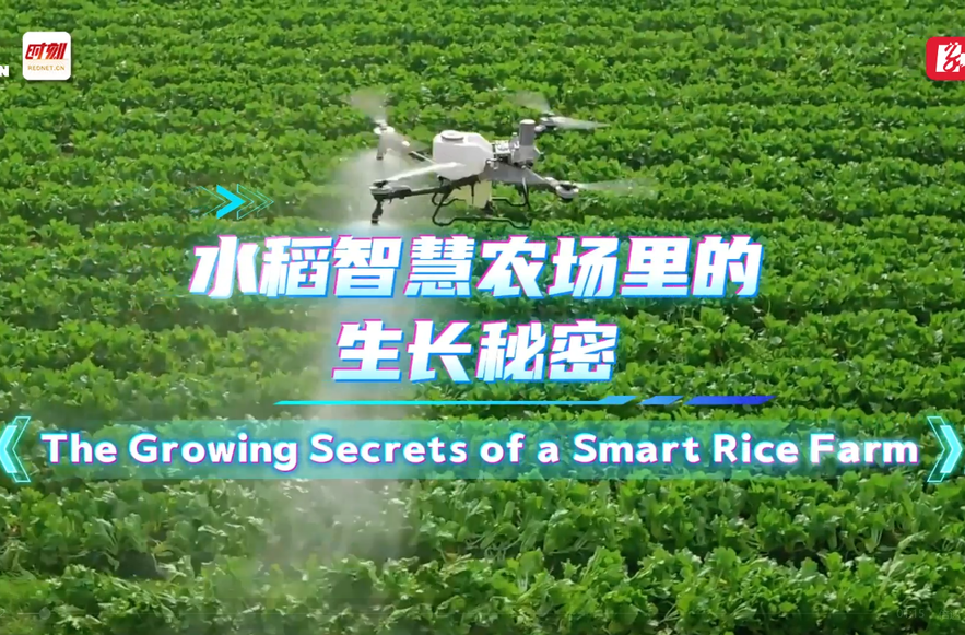 身边的北斗·双语丨水稻智慧农场里的生长秘密