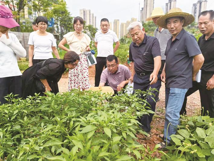 株洲日报丨菜园里的“联点共建”