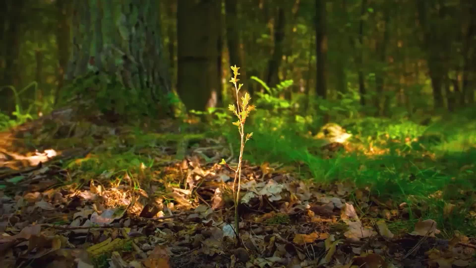 森林防火  人人有责 | 火星点燃 只需一秒